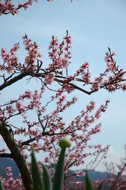 桃の花2