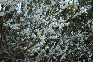 早咲きの花