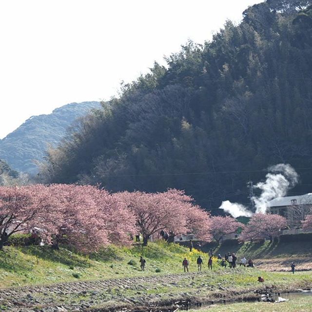 桜綺麗です。#touring #河津桜まつり