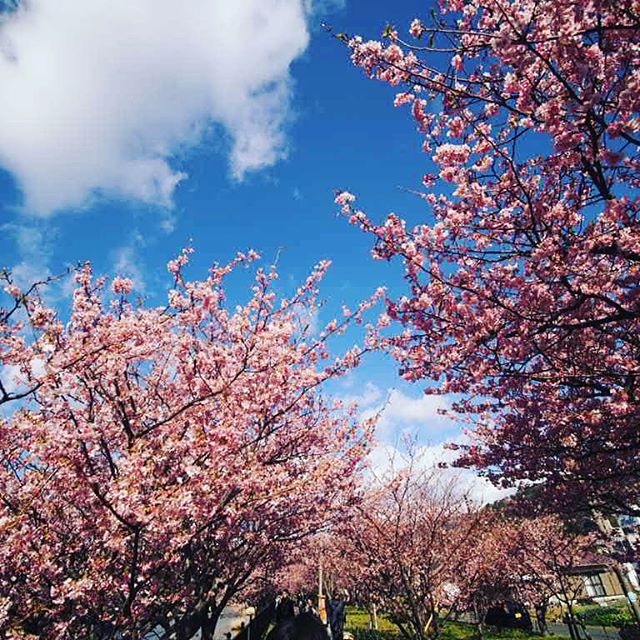 河口の河津桜は良い感じ#touring #touringbike