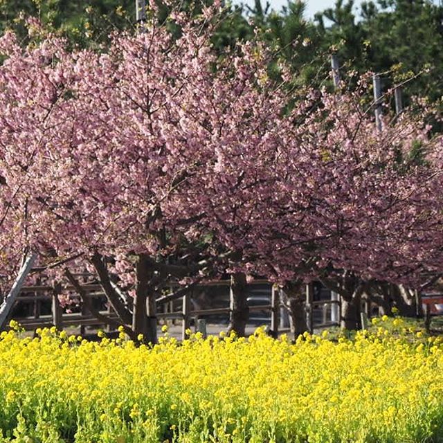 こちらの方が人少なくてフラットだ。#touring #touringbike #河津桜