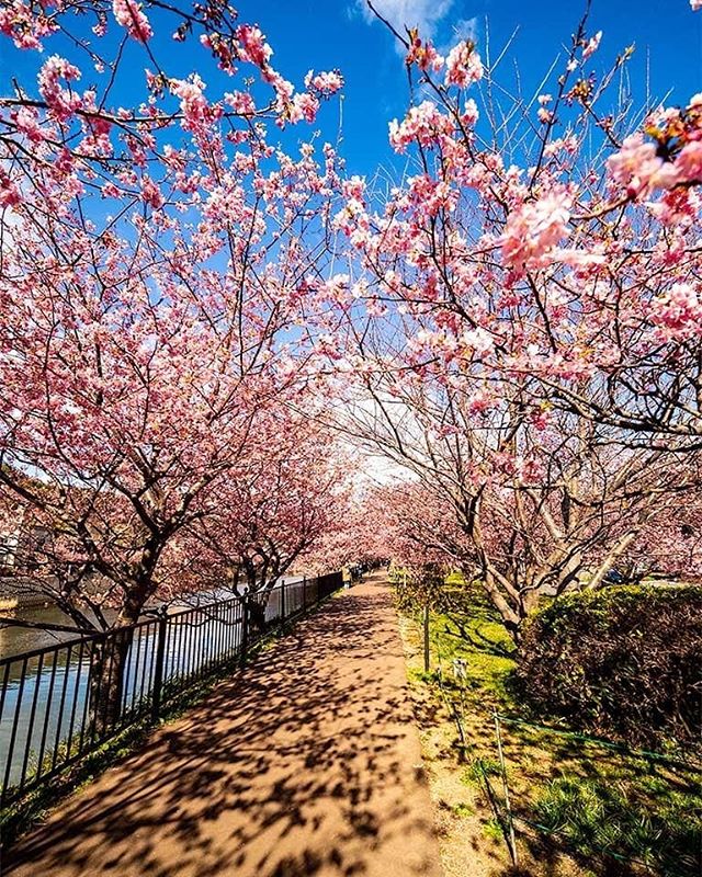 暇なので先月の河津桜の整理。#touringbike #河津桜まつり