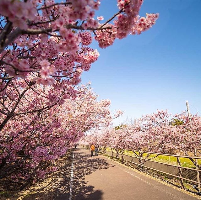 外出できないので写真整理浜岡砂丘の河津桜#浜岡砂丘さくら祭り #河津桜