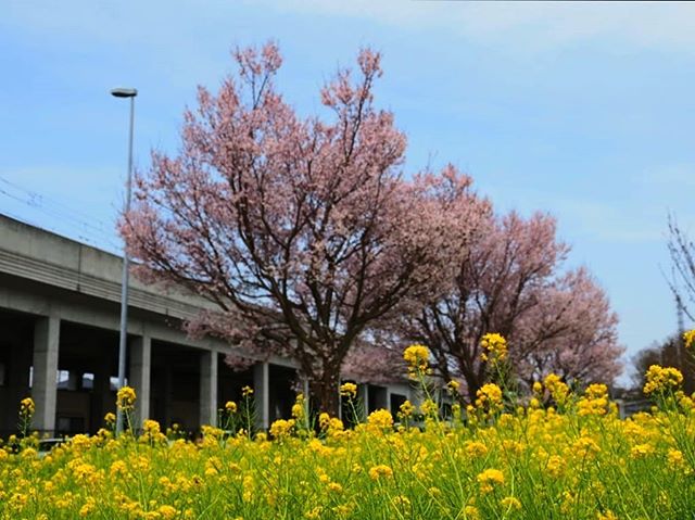 金曜日は咲いていなかったのに、二日で満開。#川和町駅#桜