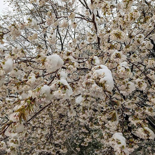 横浜で桜の花に雪が見れるとは思わなかった。#桜#何気ない風景